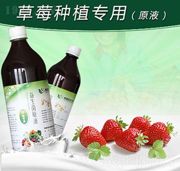 如金草莓種植專用益生菌原液-綠洲生物
