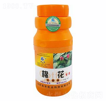 棉花大膨桃-海華農(nóng)業(yè)