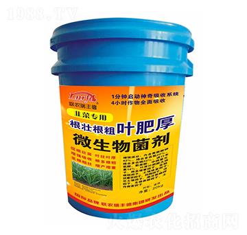 韭菜專用根壯根粗葉肥厚-聯(lián)農(nóng)瑞豐德