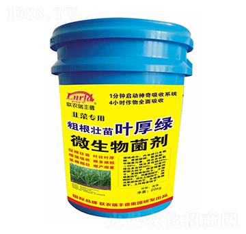 韭菜專用粗根壯苗葉厚綠-聯(lián)農(nóng)瑞豐德