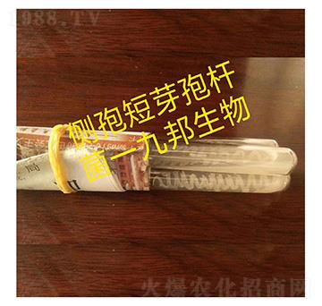 ��(c��)��ѿ�ߗU��-б��ԇ�ܾ�-�Ű�����