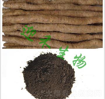 ��ɽˎ���÷�-ӭ������