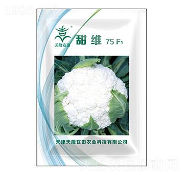 甜維75F1-天隆在田-天隆農(nóng)業(yè)